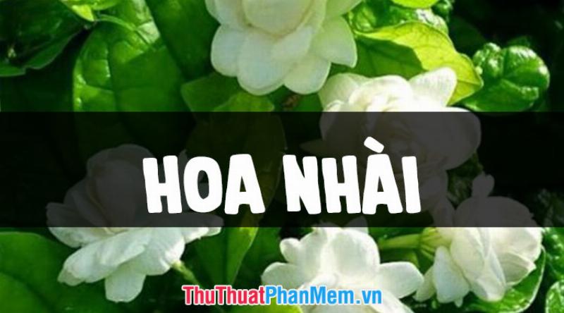Vẻ đẹp tinh khôi và hương thơm dịu dàng của những đóa hoa nhài trắng nở rộ